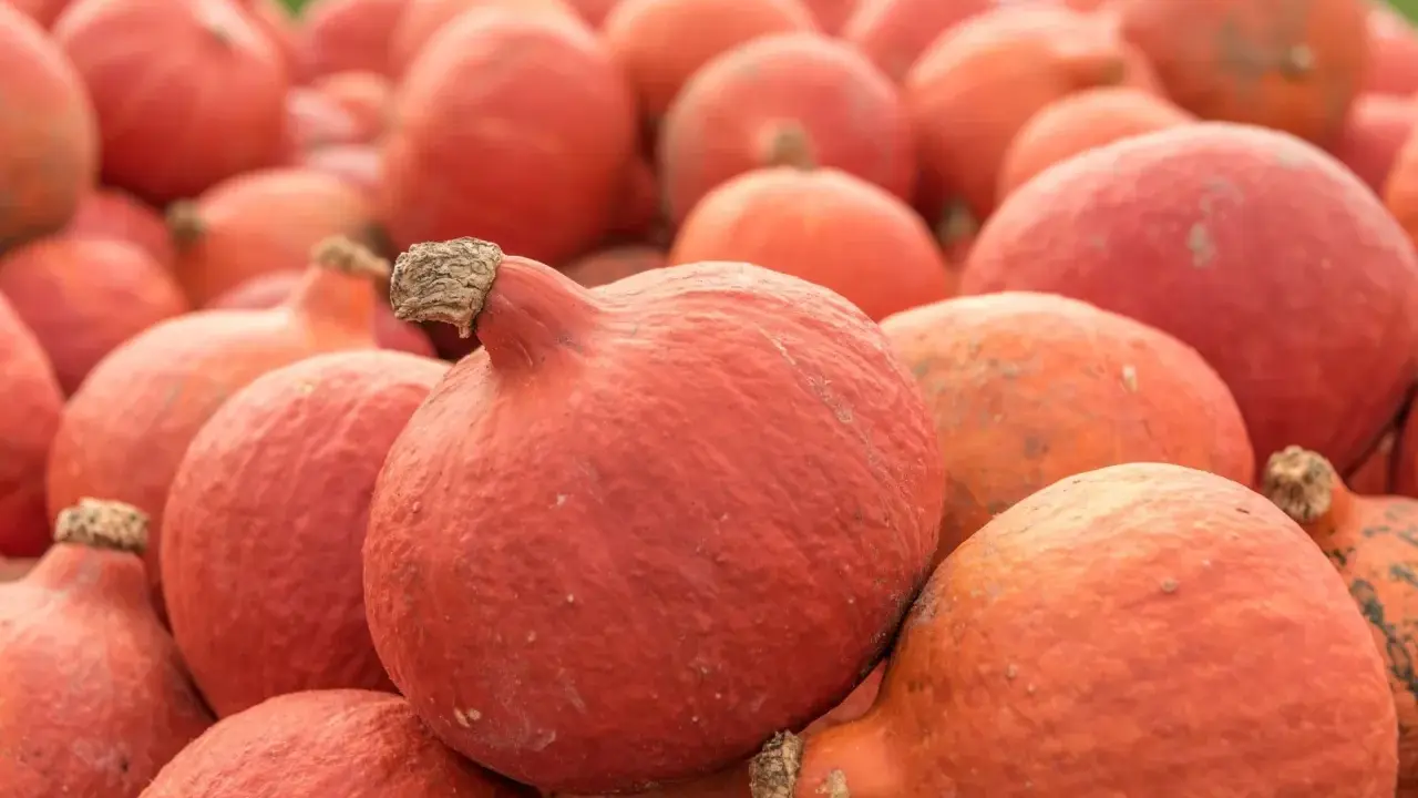 Mnóstwo pomarańczowych dyń hokkaido, gotowych do zbioru. Ich uprawa to prawdziwy jesienny skarb.