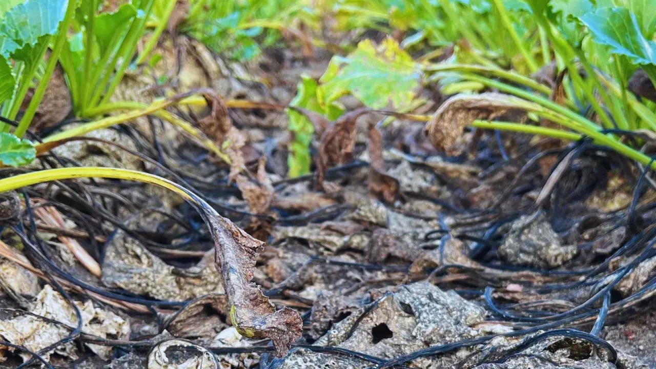 Zwiędłe liście i łodygi buraków cukrowych, z widocznym chwościkiem buraka na pierwszym planie. W tle zielone liście.
