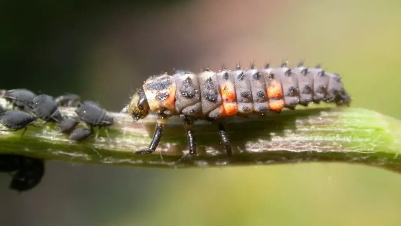 Larwa biedronki poluje na mszyce, pokazując, co jedzą biedronki.