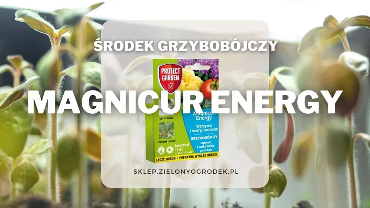 Środek grzybobójczy Magnicur Energy chroni młode rośliny. Zapewnia im energię do wzrostu.