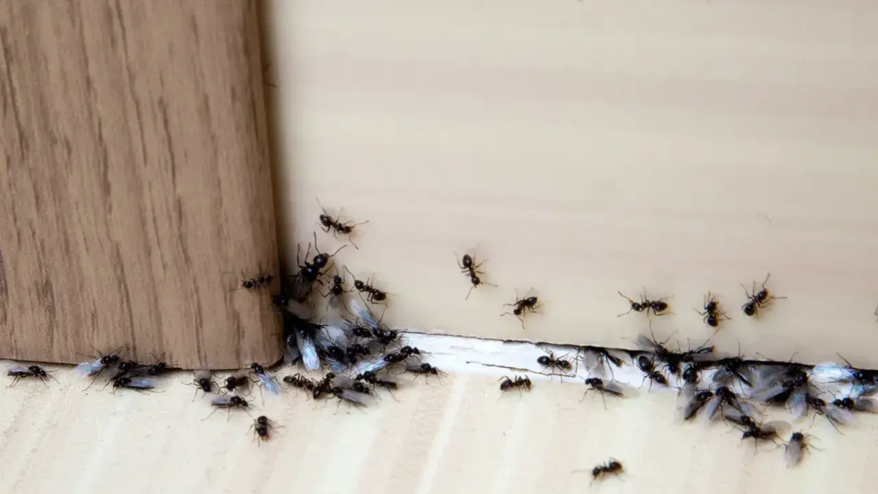 Rój czarnych mrówek, niektóre ze skrzydłami, zbliża się do drewnianego rogu. Może cynamon na mrówki zadziała?