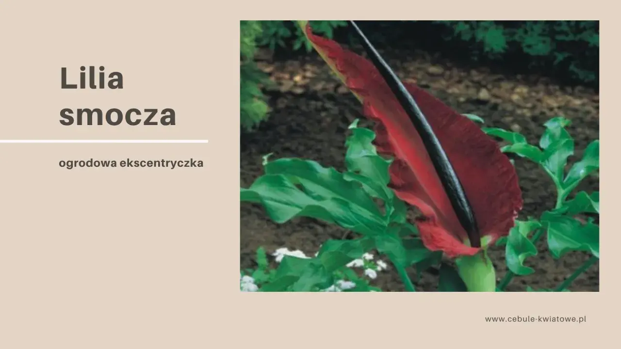 Lilia smocza, egzotyczny kwiat o intensywnie czerwonym kielichu, otoczona bujnymi, zielonymi liśćmi.