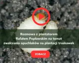 Larwa opuchlaka w ziemi. Rozmowa o skutecznym zwalczaniu opuchlaków na plantacji truskawek. Zobacz!