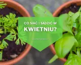 Kwiecień w ogrodzie: Twój plan na obfite plony i barwne rabaty