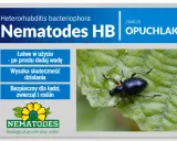 Nematodes HB zwalczają opuchlaki. Produkt jest łatwy w użyciu, skuteczny i bezpieczny dla ludzi, zwierząt i roślin.