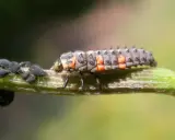 Larwa biedronki poluje na mszyce, pokazując, co jedzą biedronki.