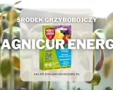 Środek grzybobójczy Magnicur Energy chroni młode rośliny. Zapewnia im energię do wzrostu.