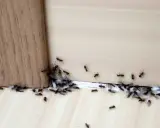 Rój czarnych mrówek, niektóre ze skrzydłami, zbliża się do drewnianego rogu. Może cynamon na mrówki zadziała?