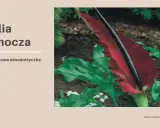 Lilia smocza, egzotyczny kwiat o intensywnie czerwonym kielichu, otoczona bujnymi, zielonymi liśćmi.