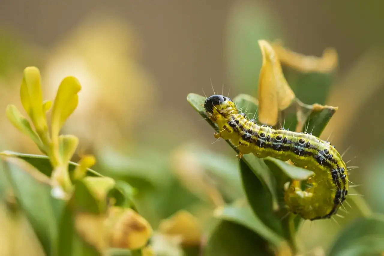 Gąsienica ćmy bukszpanowej, zielono-czarna, z białymi włoskami, żeruje na liściu bukszpanu. To jej naturalny wróg.
