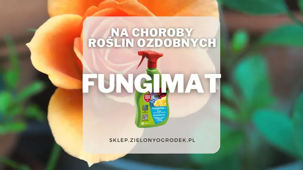Chcesz wiedzieć, fungicydy co to? Oprysk Fungimat AL na choroby róż i roślin ozdobnych, skutecznie chroni ogród.
