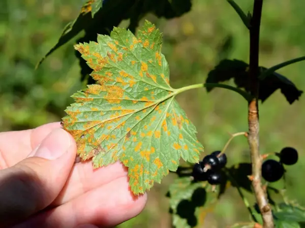 Liść porzeczki z widocznymi pomarańczowymi plamami rdzy wejmutkowo-porzeczkowej. W tle czarne owoce porzeczek.
