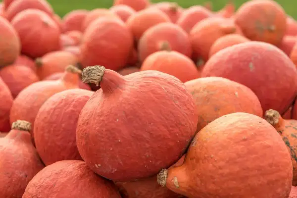 Mnóstwo pomarańczowych dyń hokkaido, gotowych do zbioru. Ich uprawa to prawdziwy jesienny skarb.