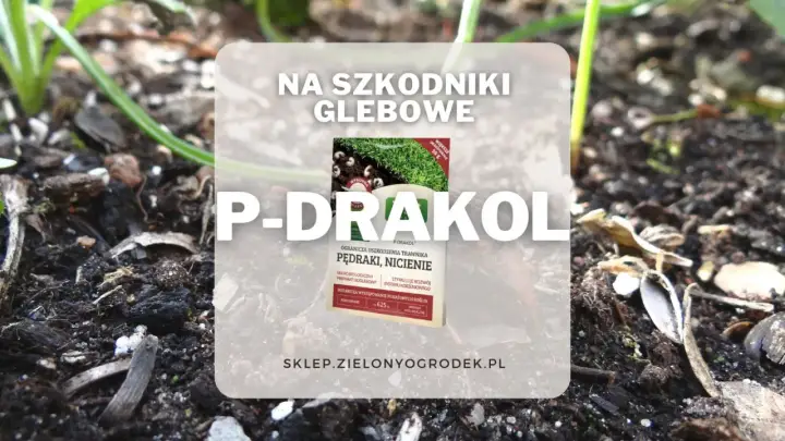 P-DRAKOL na szkodniki glebowe, jak pędraki i nicienie. Preparat mikrobiologiczny do trawników i upraw ekologicznych.