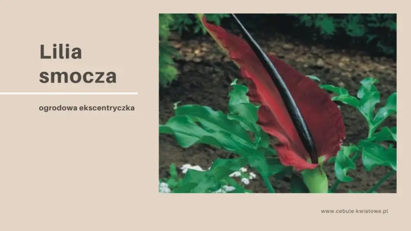 Lilia smocza, egzotyczny kwiat o intensywnie czerwonym kielichu, otoczona bujnymi, zielonymi liśćmi.
